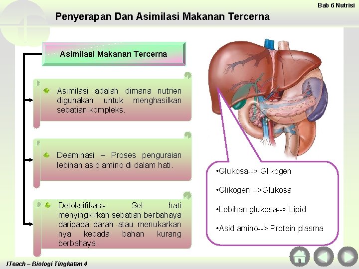 Bab 6 Nutrisi Penyerapan Dan Asimilasi Makanan Tercerna Asimilasi adalah dimana nutrien digunakan untuk