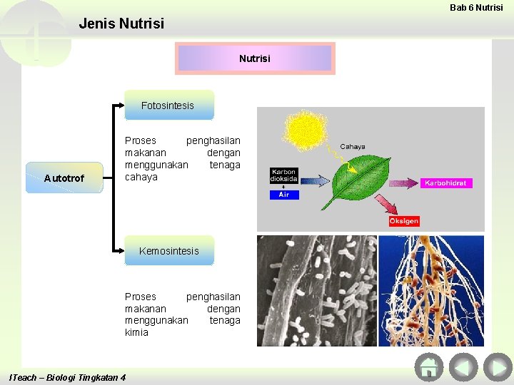 Bab 6 Nutrisi Jenis Nutrisi Fotosintesis Autotrof Proses penghasilan makanan dengan menggunakan tenaga cahaya