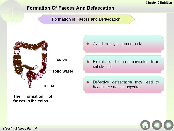 Chapter 6 Nutrition Formation Of Faeces And Defaecation Formation of Faeces and Defaecation Avoid