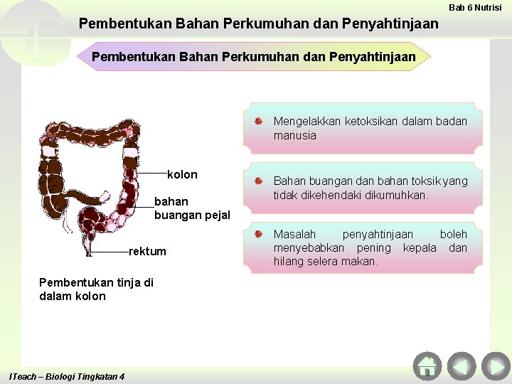 Bab 6 Nutrisi Pembentukan Bahan Perkumuhan dan Penyahtinjaan Mengelakkan ketoksikan dalam badan manusia kolon