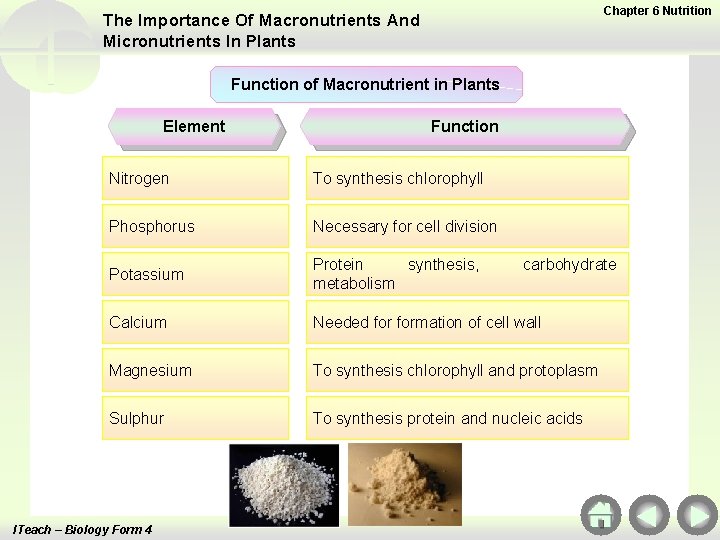 Chapter 6 Nutrition The Importance Of Macronutrients And Micronutrients In Plants Function of Macronutrient