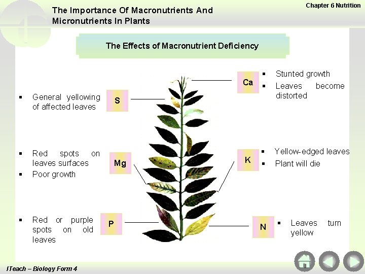 Chapter 6 Nutrition The Importance Of Macronutrients And Micronutrients In Plants The Effects of