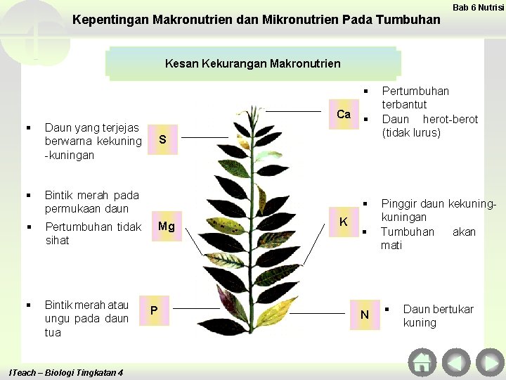 Kepentingan Makronutrien dan Mikronutrien Pada Tumbuhan Bab 6 Nutrisi Kesan Kekurangan Makronutrien § Ca