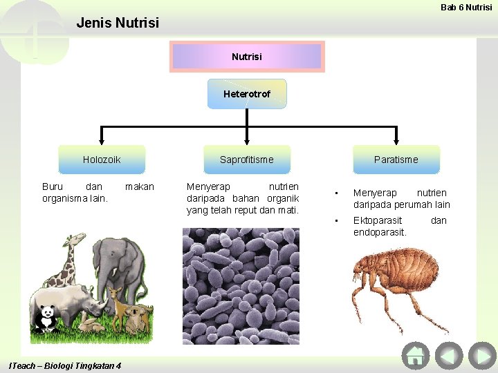 Bab 6 Nutrisi Jenis Nutrisi Heterotrof Holozoik Buru dan organisma lain. ITeach – Biologi
