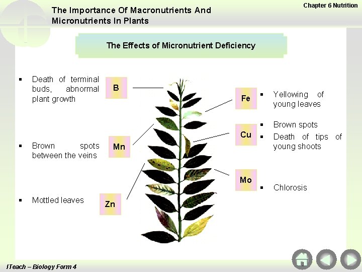 Chapter 6 Nutrition The Importance Of Macronutrients And Micronutrients In Plants The Effects of
