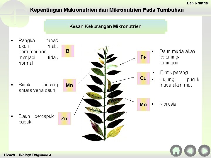 Bab 6 Nutrisi Kepentingan Makronutrien dan Mikronutrien Pada Tumbuhan Kesan Kekurangan Mikronutrien § §