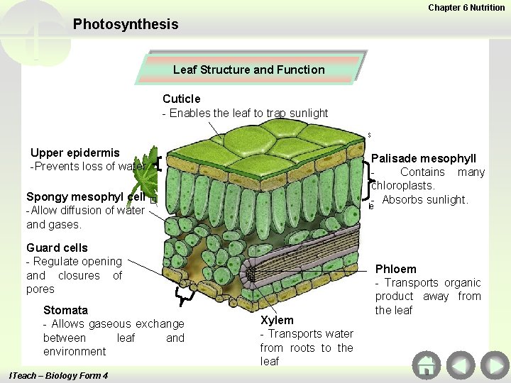 Chapter 6 Nutrition Photosynthesis Leaf Structure and Function Cuticle - Enables the leaf to