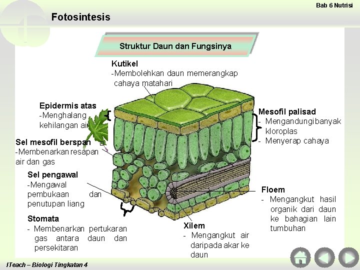 Bab 6 Nutrisi Fotosintesis Struktur Daun dan Fungsinya Kutikel -Membolehkan daun memerangkap cahaya matahari