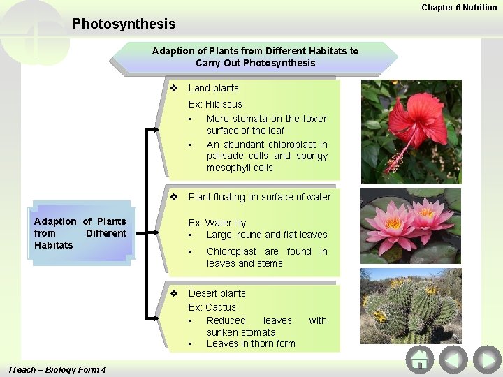 Chapter 6 Nutrition Photosynthesis Adaption of Plants from Different Habitats to Carry Out Photosynthesis