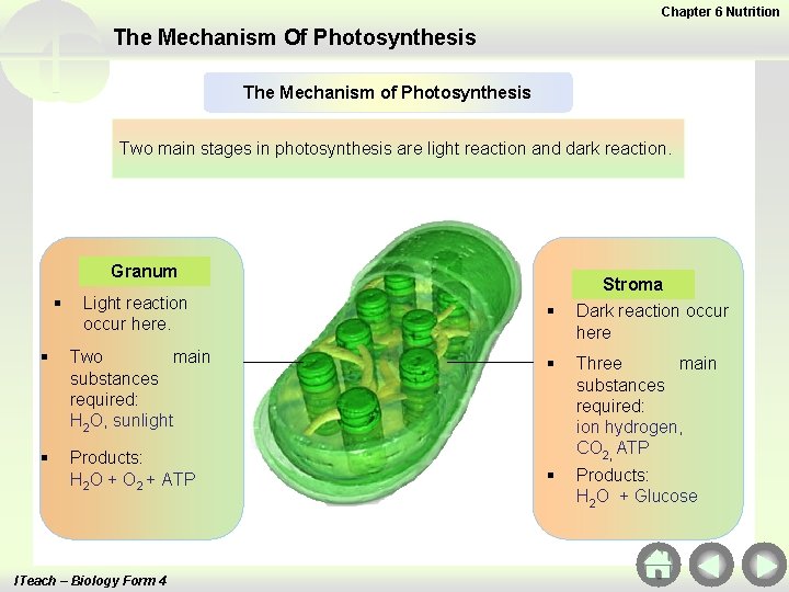 Chapter 6 Nutrition The Mechanism Of Photosynthesis The Mechanism of Photosynthesis Two main stages