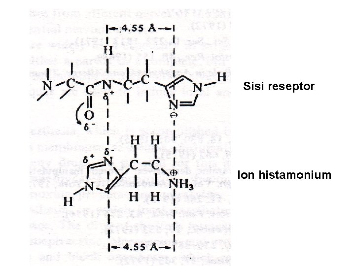 Sisi reseptor Ion histamonium Sisi reseptor Ion histamonium