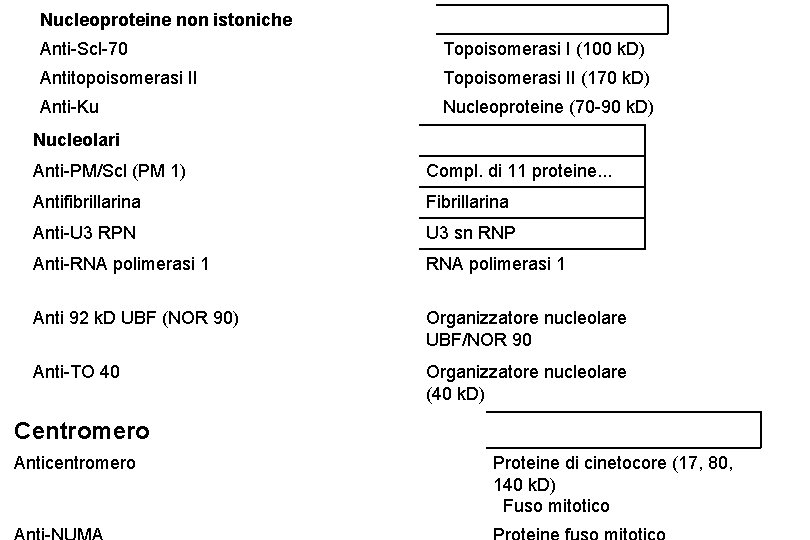 Nucleoproteine non istoniche Anti-Scl-70 Topoisomerasi I (100 k. D) Antitopoisomerasi II Topoisomerasi II (170