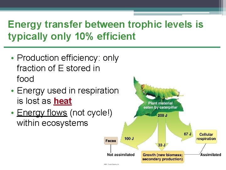 Energy transfer between trophic levels is typically only 10% efficient • Production efficiency: only