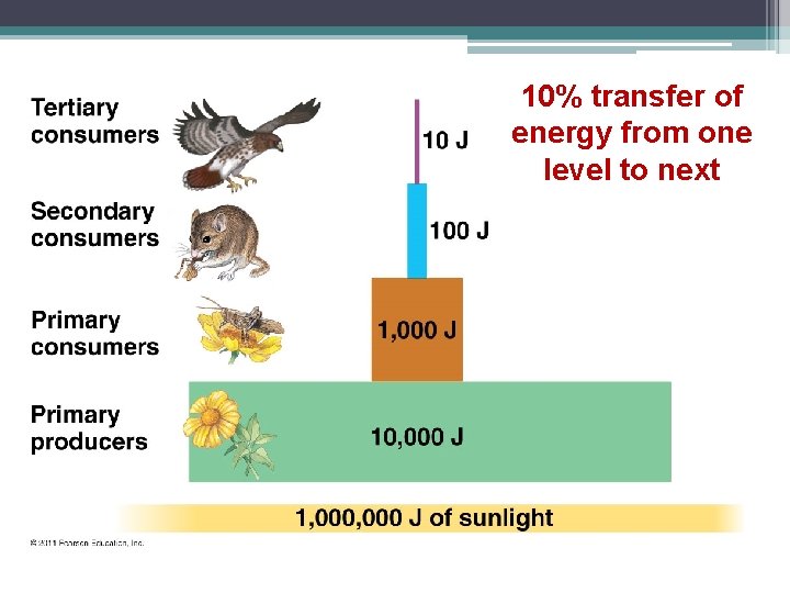 10% transfer of energy from one level to next 