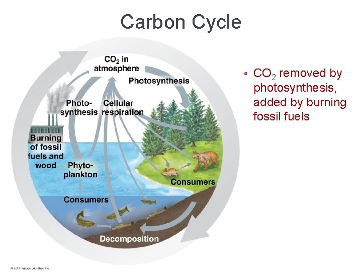 Carbon Cycle • CO 2 removed by photosynthesis, added by burning fossil fuels 
