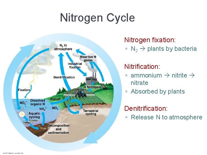 Nitrogen Cycle • Nitrogen fixation: ▫ N 2 plants by bacteria • Nitrification: ▫