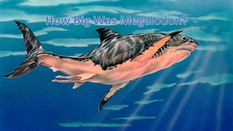 How Big Was Megalodon? 