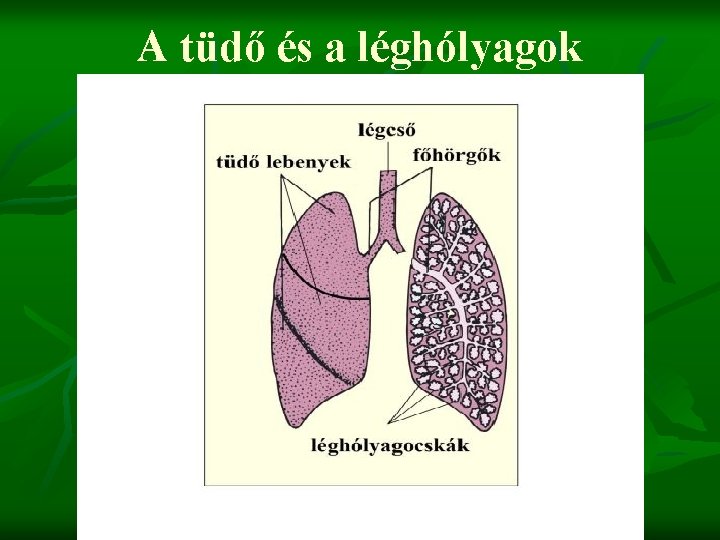 A tüdő és a léghólyagok 