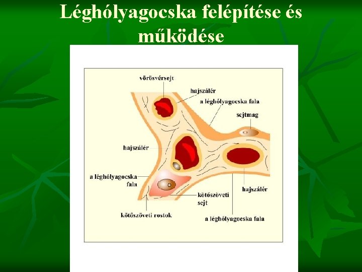 Léghólyagocska felépítése és működése 