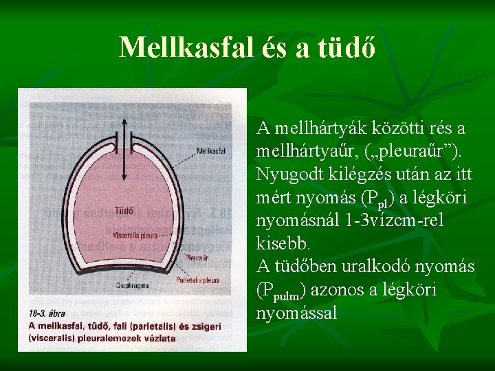 Mellkasfal és a tüdő A mellhártyák közötti rés a mellhártyaűr, („pleuraűr”). Nyugodt kilégzés után