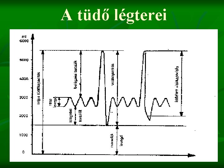 A tüdő légterei 