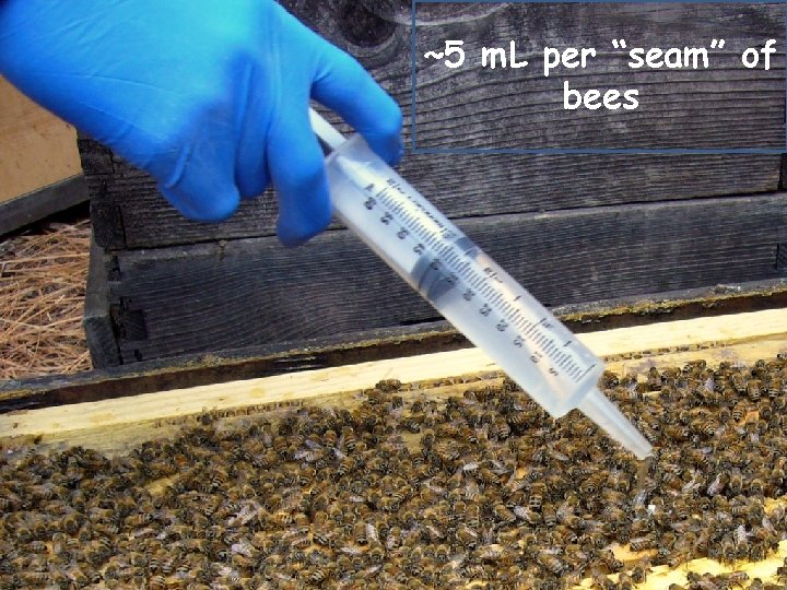 ~5 m. L per “seam” of bees 