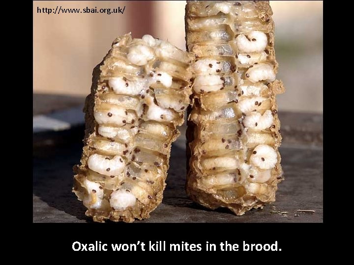 http: //www. sbai. org. uk/ Oxalic won’t kill mites in the brood. 