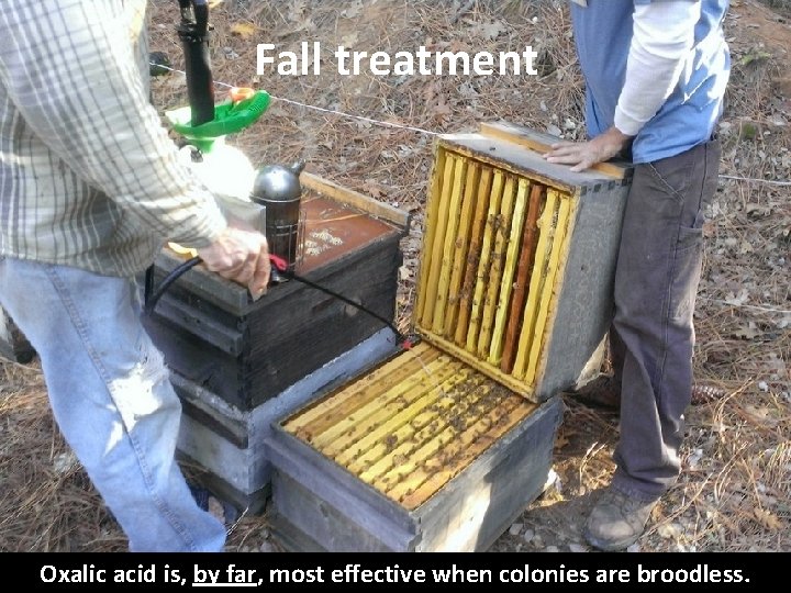 Fall treatment Oxalic acid is, by far, most effective when colonies are broodless. 