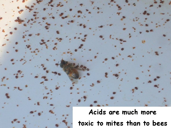 Acids are much more toxic to mites than to bees 