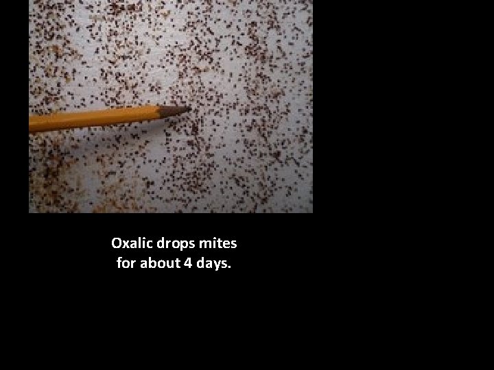 Oxalic drops mites for about 4 days. 