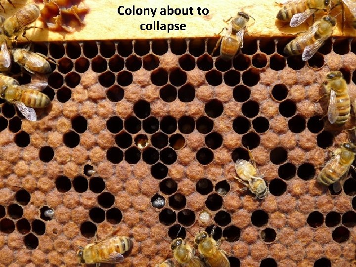 Colony about to collapse 