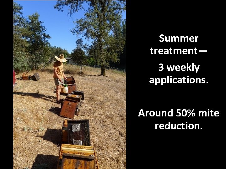 Summer treatment— 3 weekly applications. Around 50% mite reduction. 