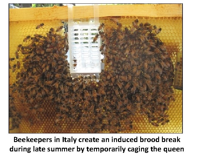 Beekeepers in Italy create an induced brood break during late summer by temporarily caging