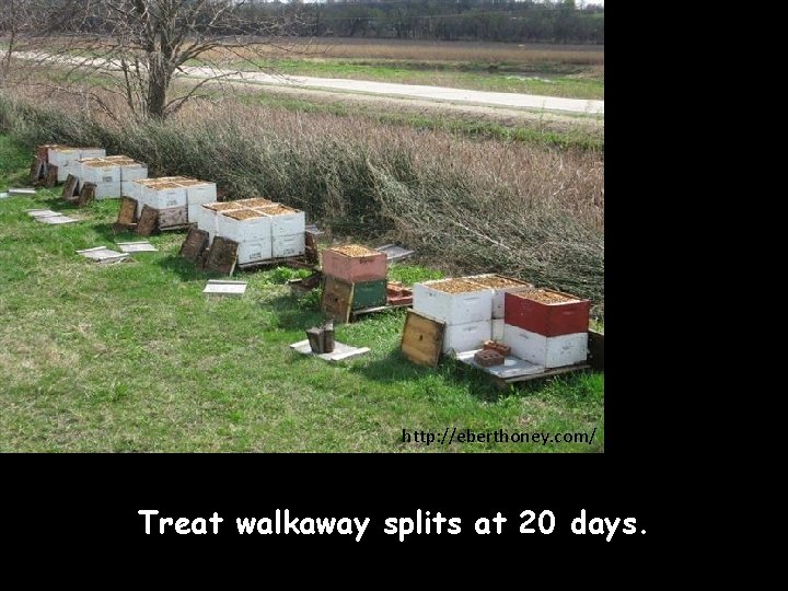 http: //eberthoney. com/ Treat walkaway splits at 20 days. 