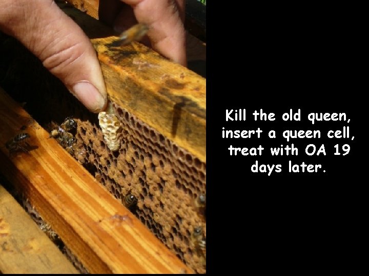 Kill the old queen, insert a queen cell, treat with OA 19 days later.