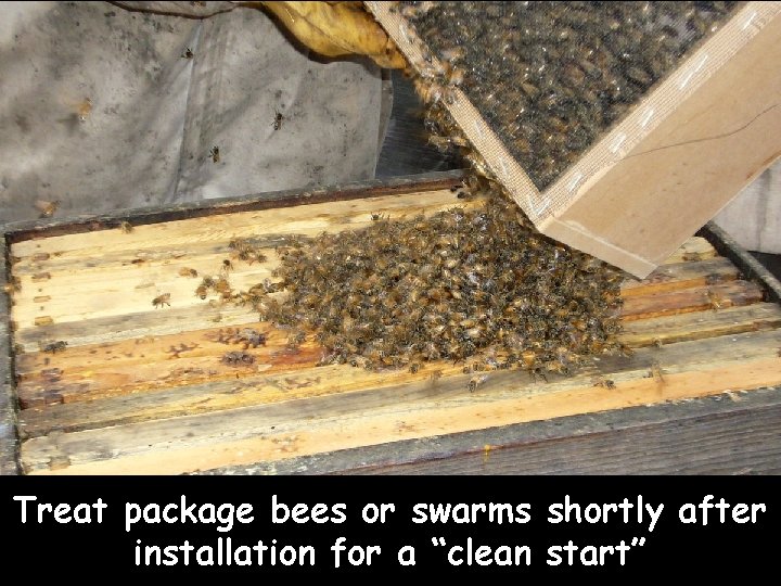 Treat package bees or swarms shortly after installation for a “clean start” 