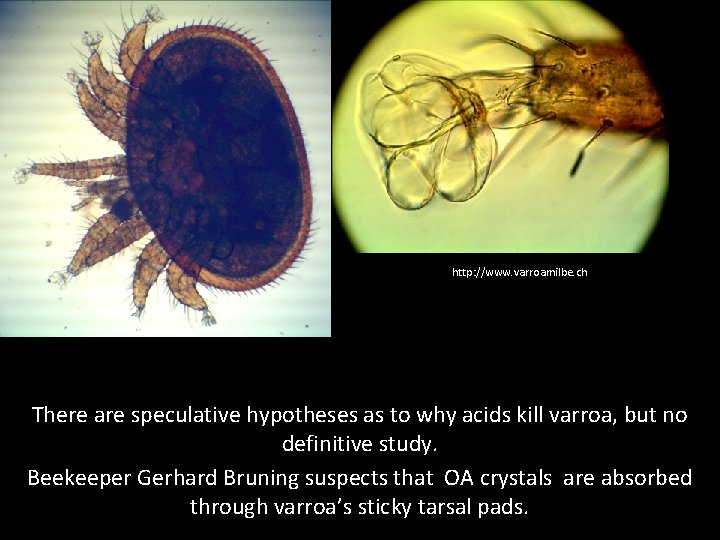 http: //www. varroamilbe. ch/ There are speculative hypotheses as to why acids kill varroa,