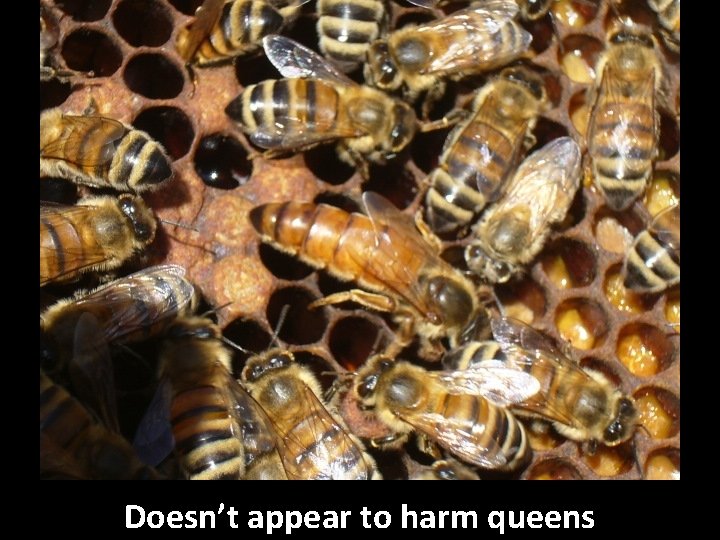 Doesn’t appear to harm queens 