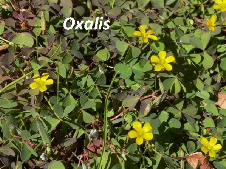Oxalis 