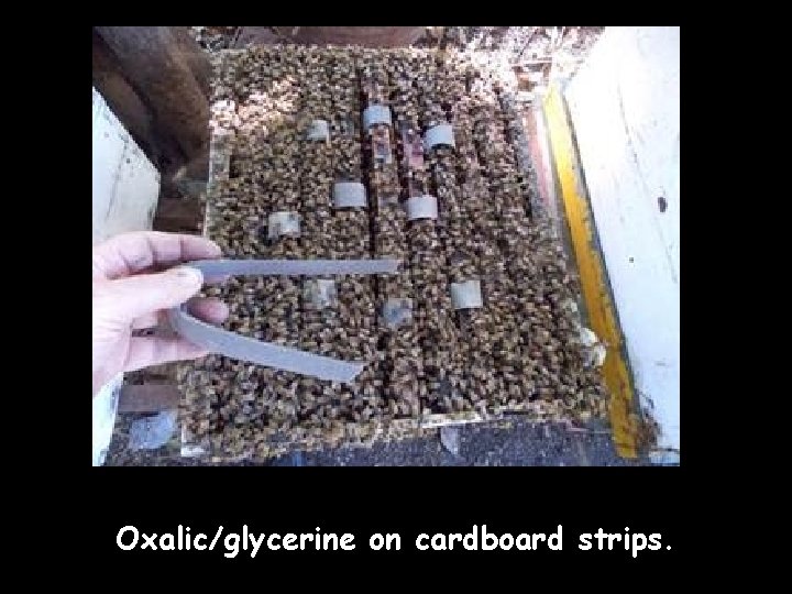 Oxalic/glycerine on cardboard strips. 