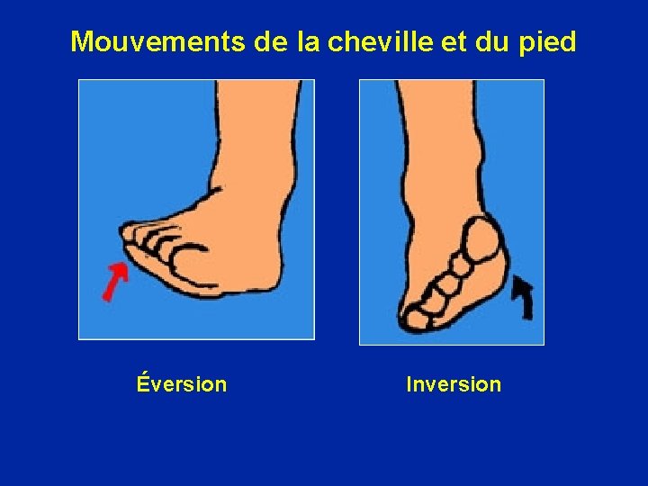 Mouvements de la cheville et du pied Éversion Inversion 