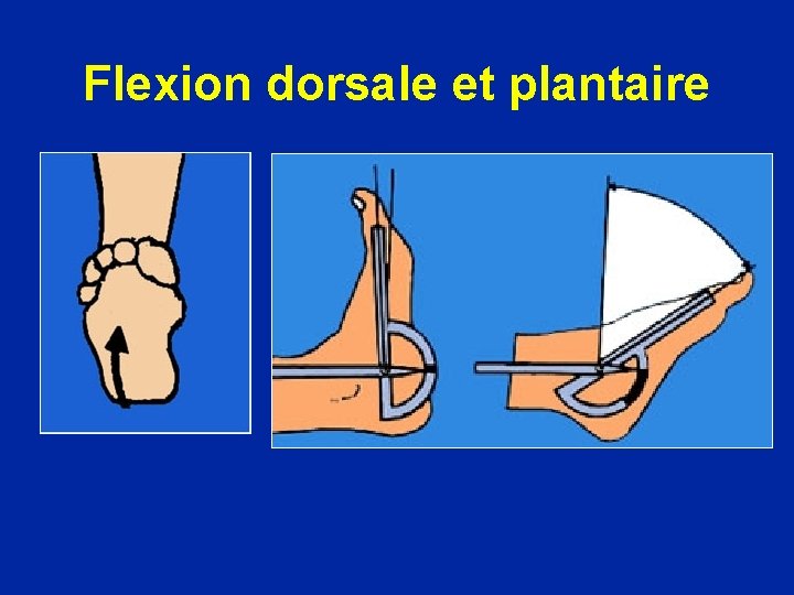 Flexion dorsale et plantaire 