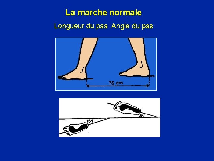 La marche normale Longueur du pas Angle du pas 