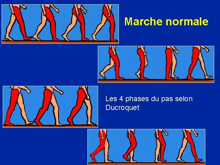 Marche normale Les 4 phases du pas selon Ducroquet 
