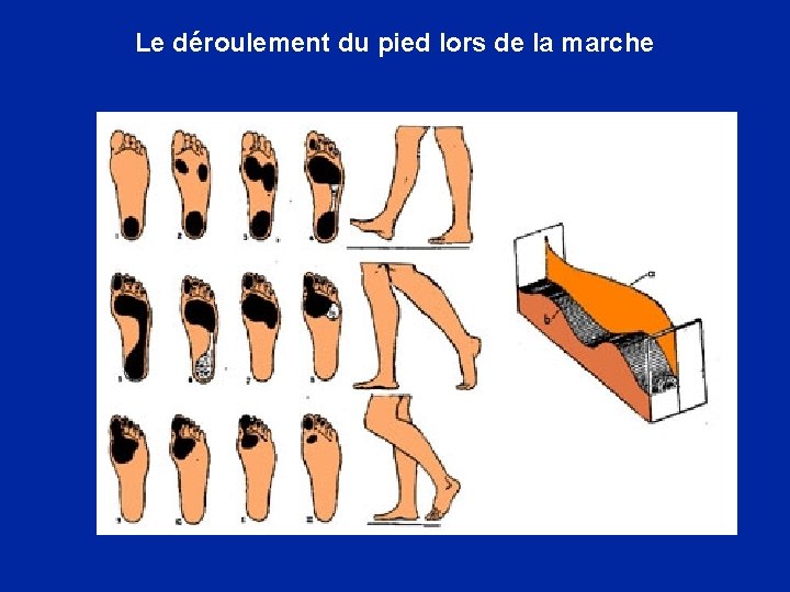 Le déroulement du pied lors de la marche 