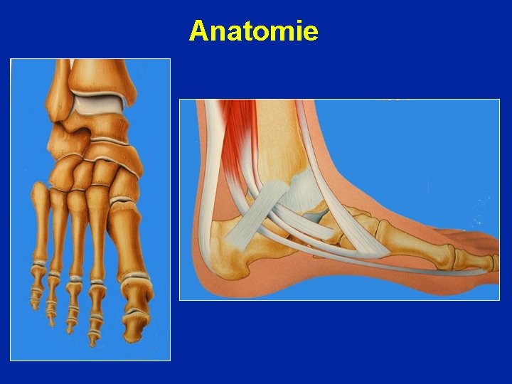 Anatomie 