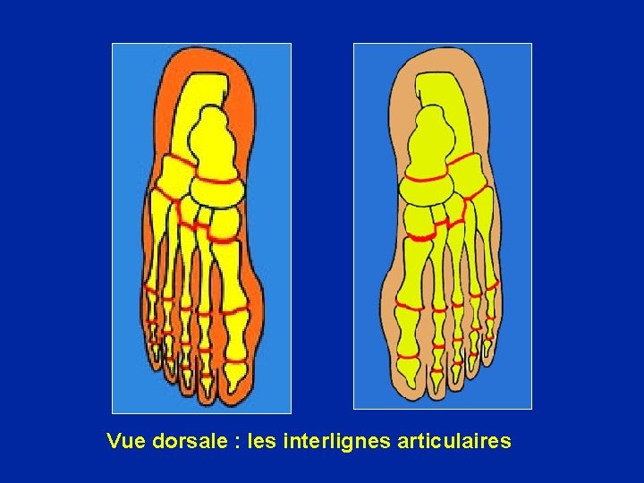 Vue dorsale : les interlignes articulaires 