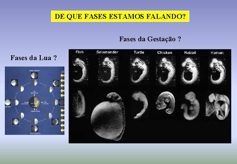 DE QUE FASES ESTAMOS FALANDO? Fases da Gestação ? Fases da Lua ? 