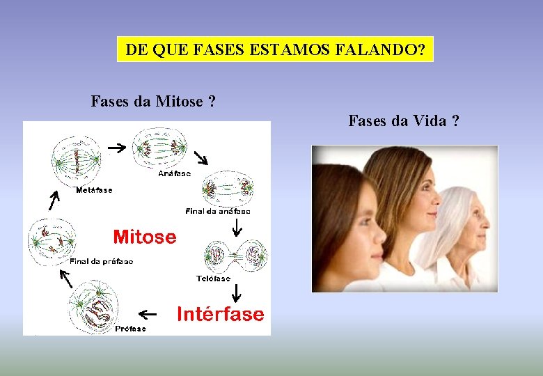 DE QUE FASES ESTAMOS FALANDO? Fases da Mitose ? Fases da Vida ? 