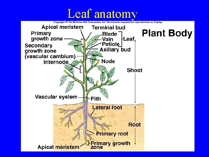 Leaf anatomy 